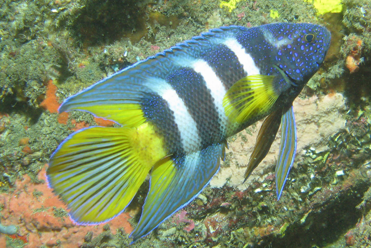 Paraplesiops bleekeri